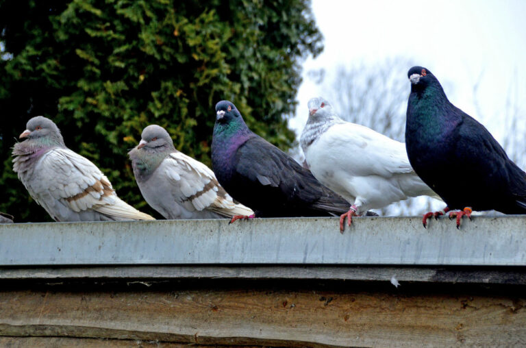 Pigeons voyageurs